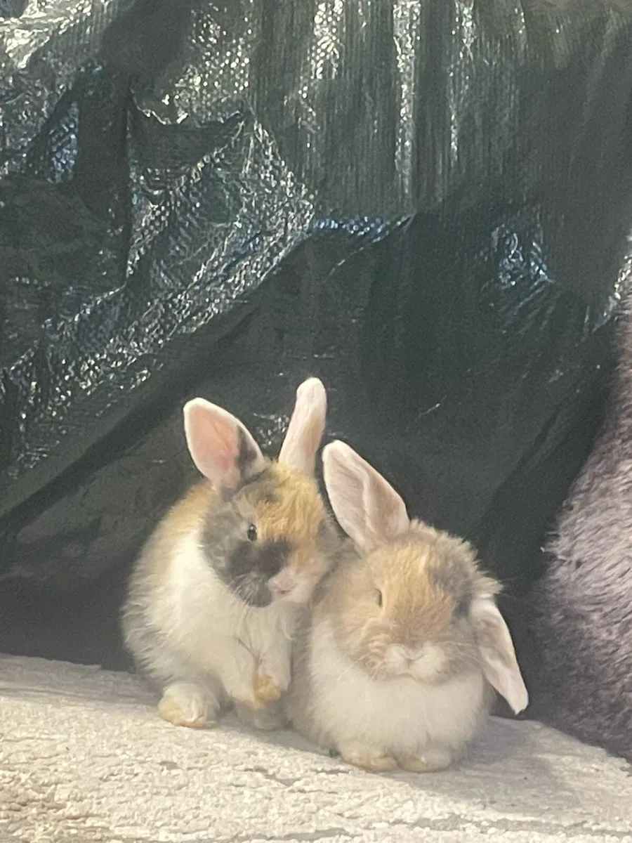 Mini lop baby rabbits - Image 2