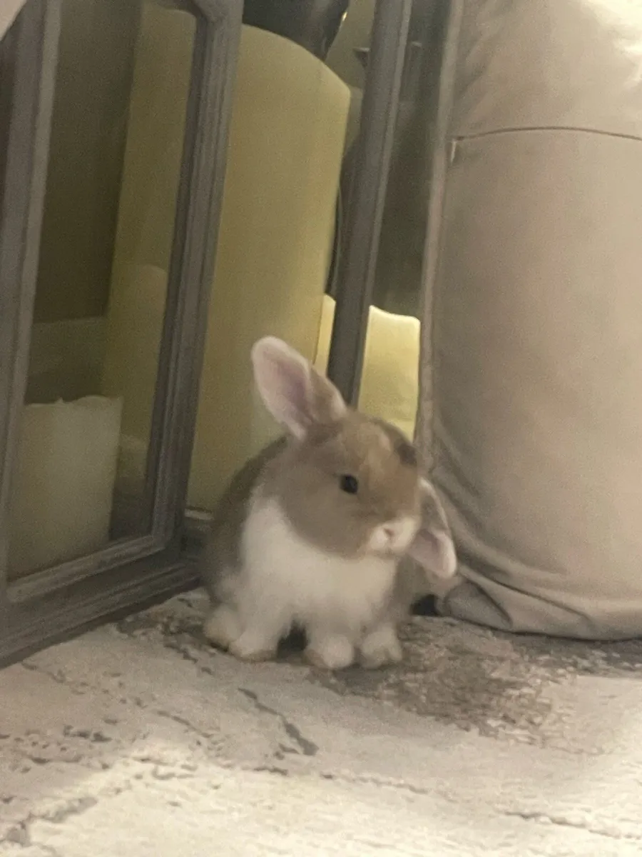 Mini lop baby rabbits - Image 3