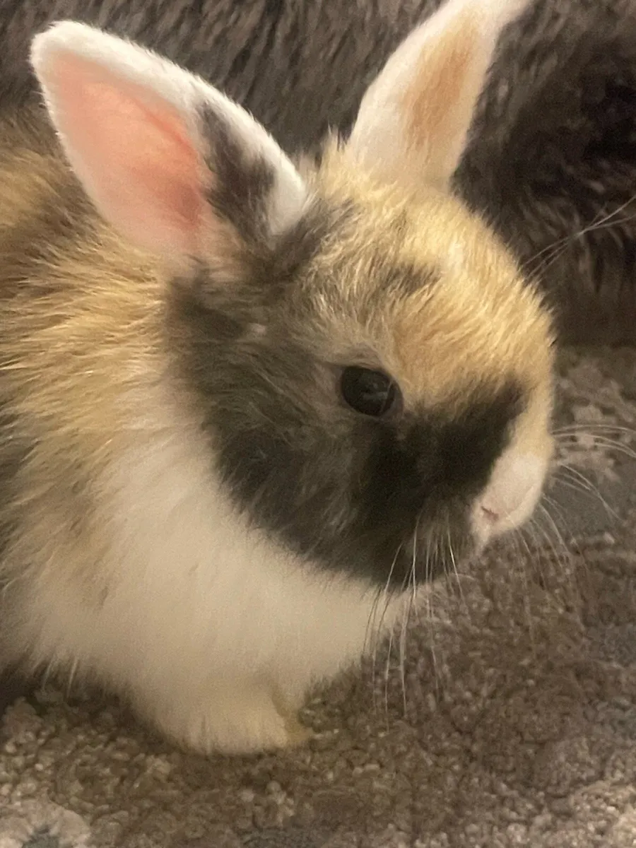 Mini lop baby rabbits - Image 4