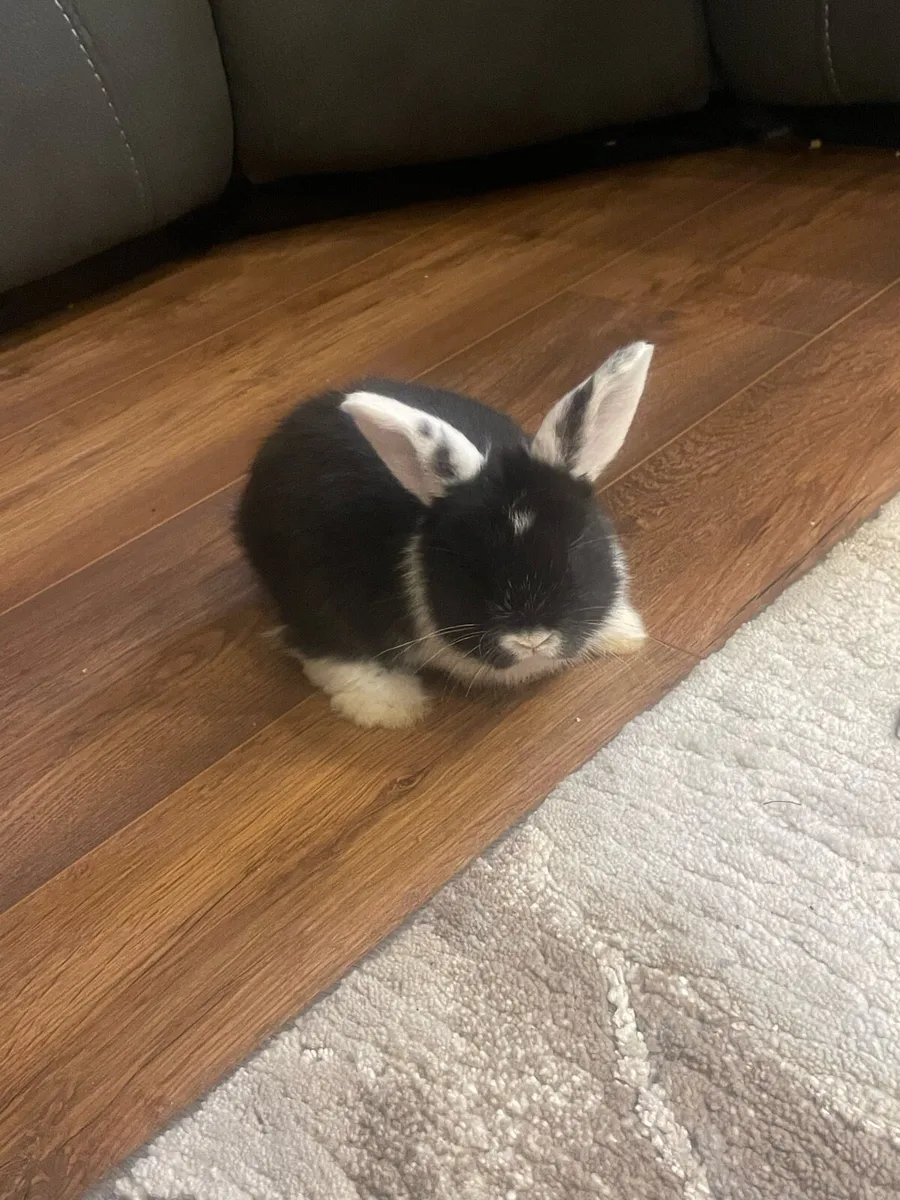 Mini lop x lionhead baby rabbits - Image 4