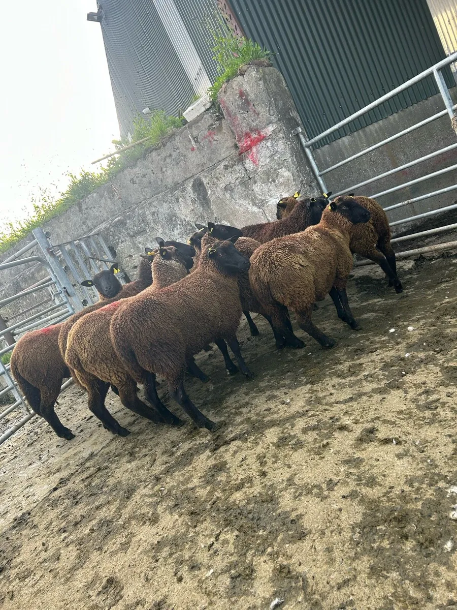 Smashing black ewe hoggets - Image 1