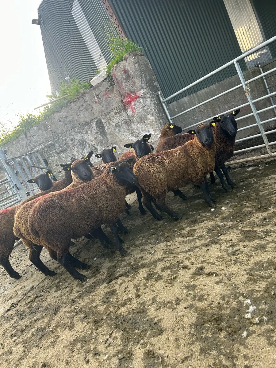 Smashing black ewe hoggets - Image 2