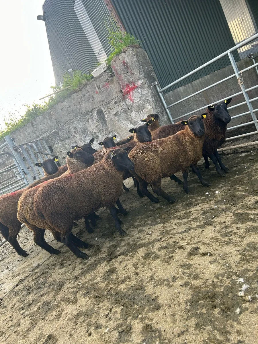Smashing black ewe hoggets - Image 3