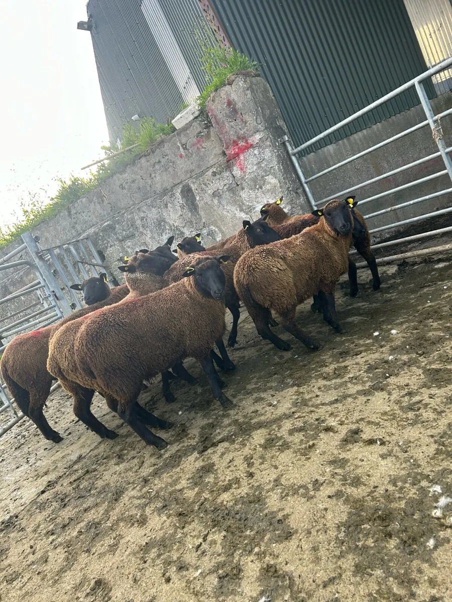 Smashing black ewe hoggets - Image 4