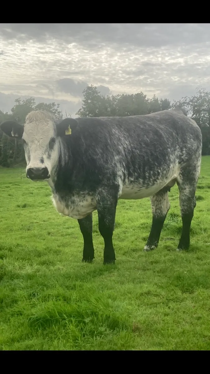 Incalf heifer ELPHIN MART 21/9/26 - Image 1