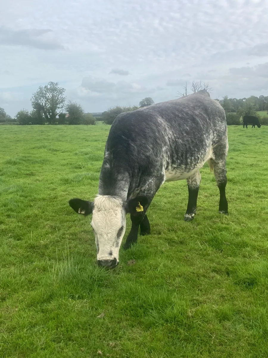 Incalf heifer ELPHIN MART 21/9/26 - Image 2