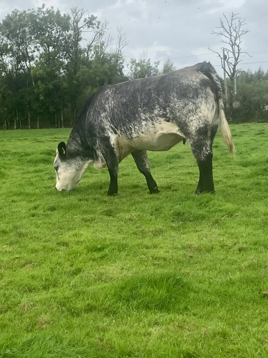 Incalf heifer ELPHIN MART 21/9/26 - Image 3