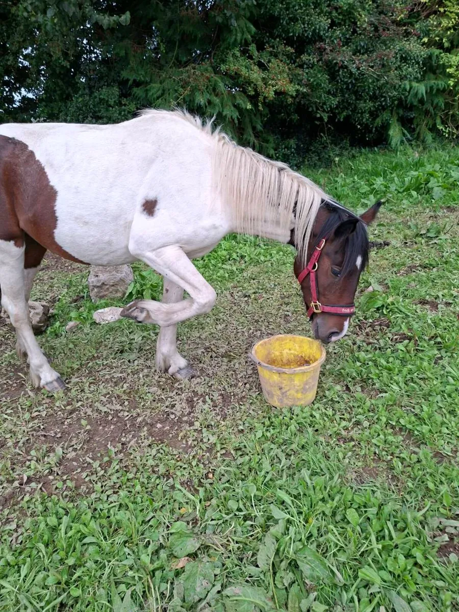 Pony - Image 1
