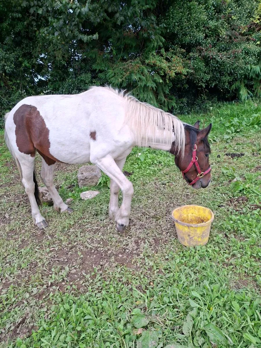 Pony - Image 2