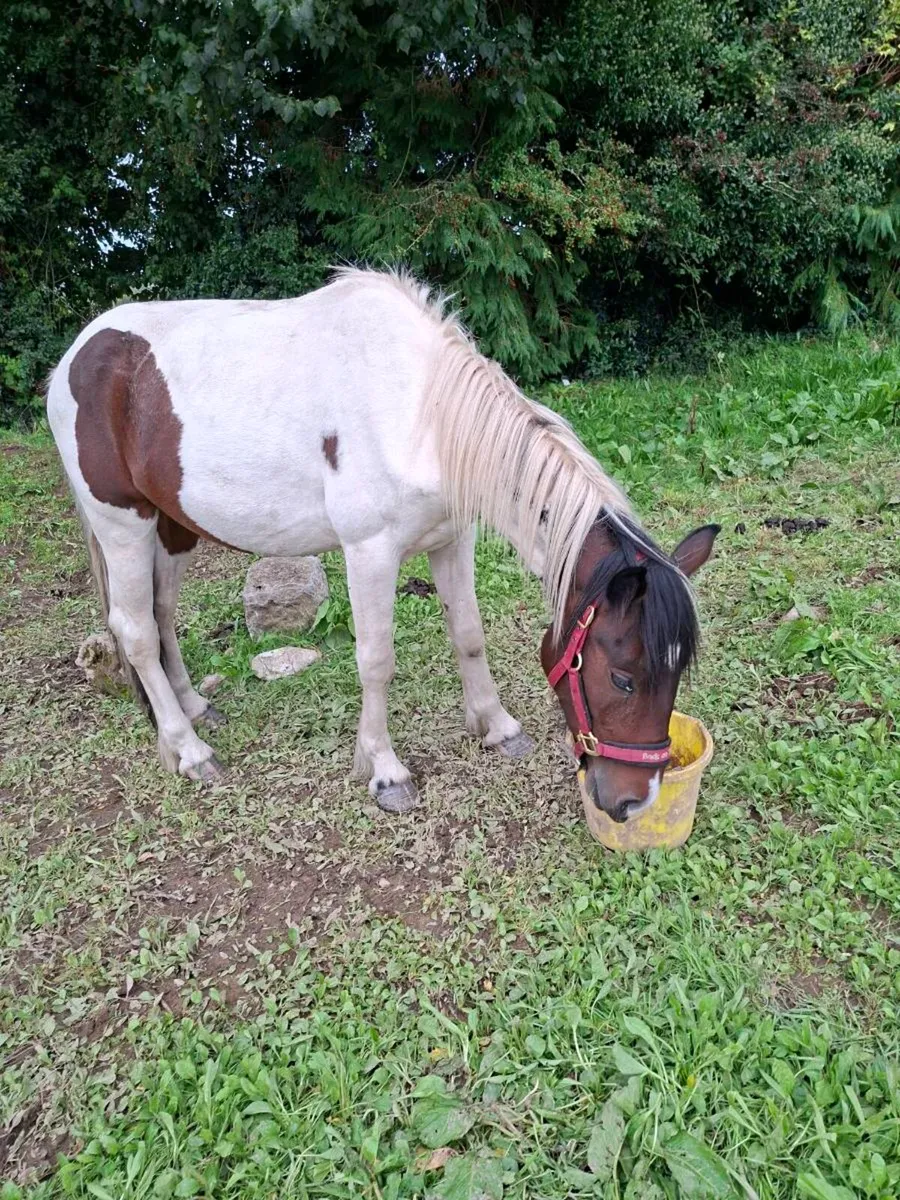 Pony - Image 3