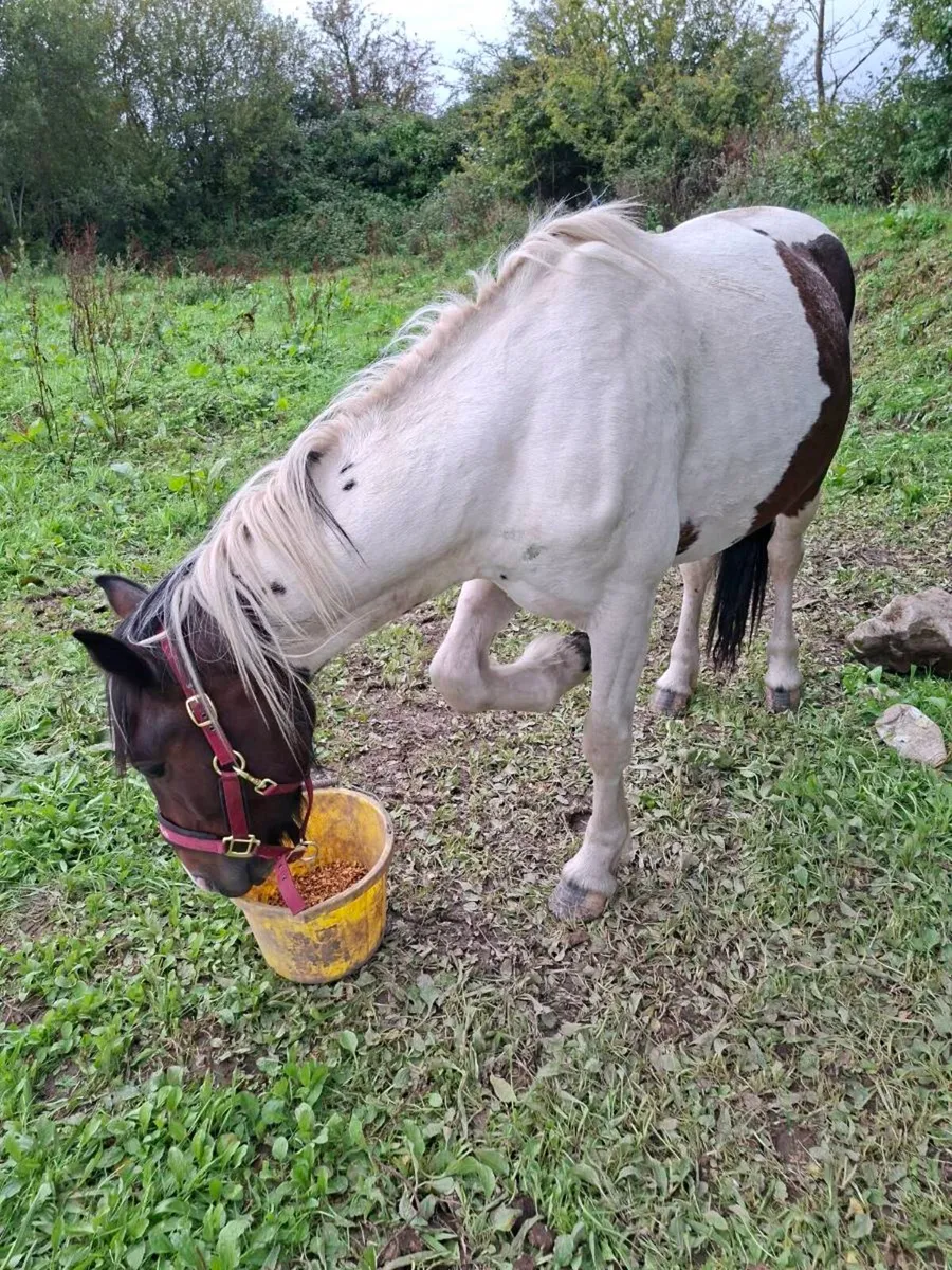 Pony - Image 4