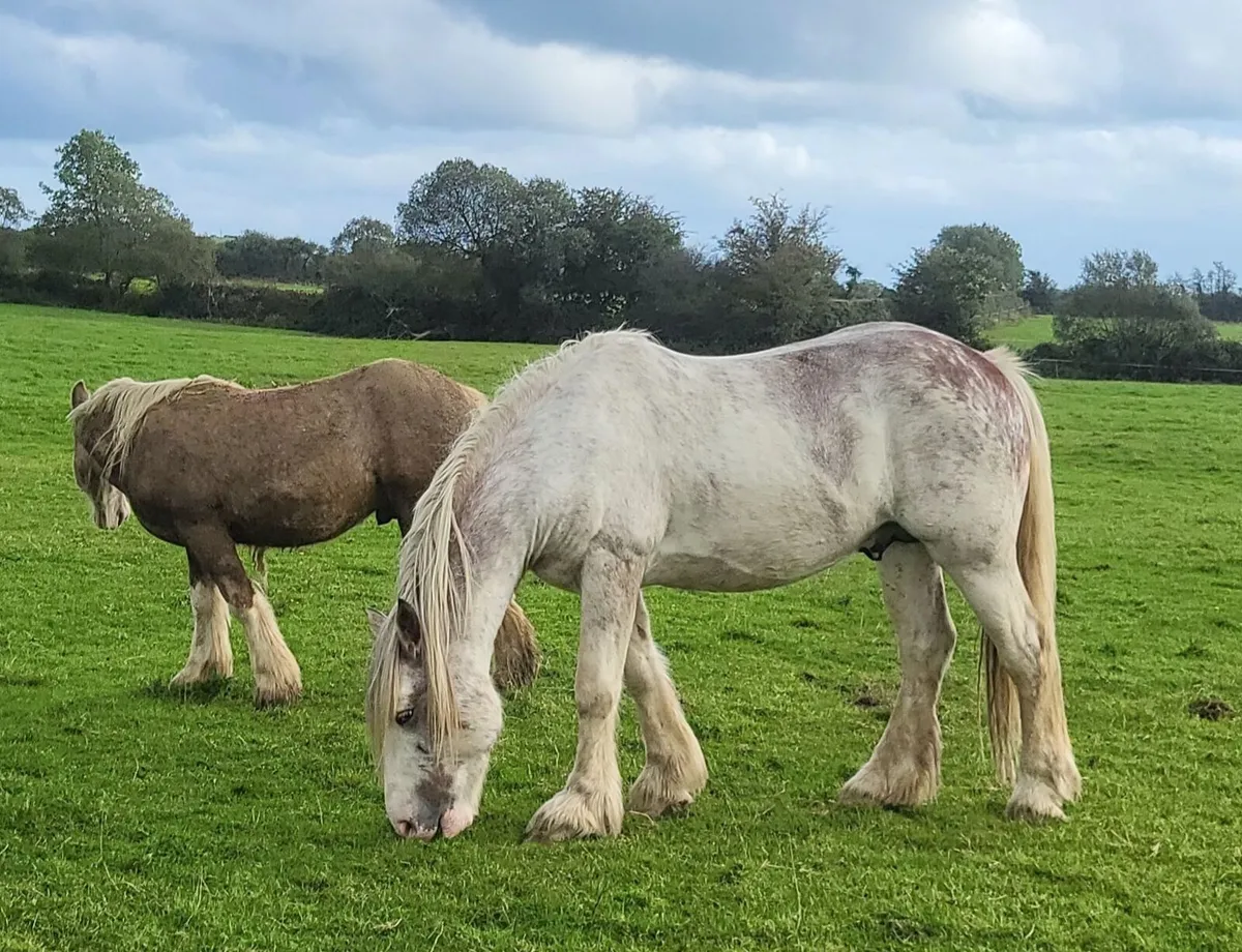 4yr old roan cob stallion - Image 2