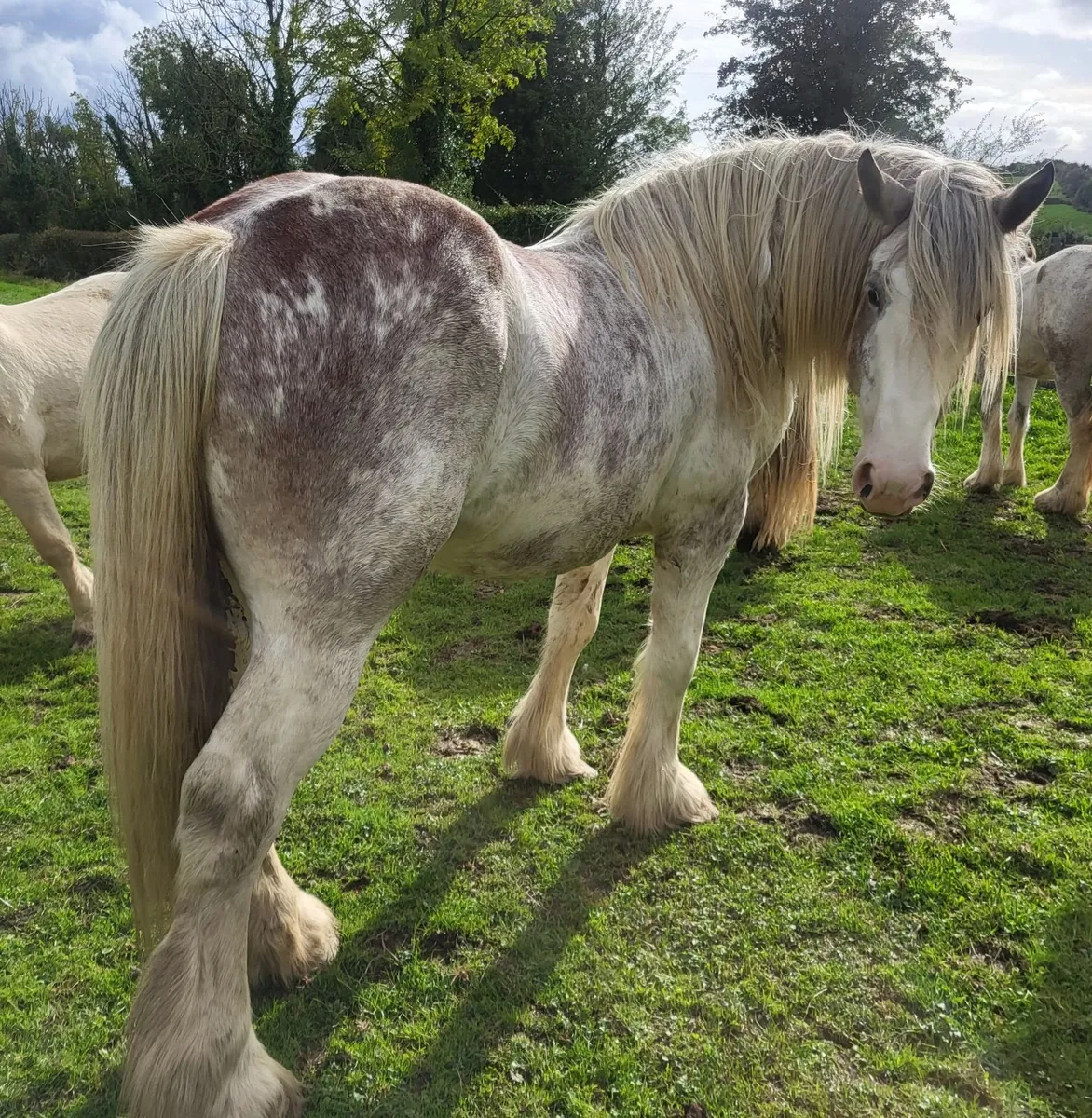 4yr old roan cob stallion - Image 1