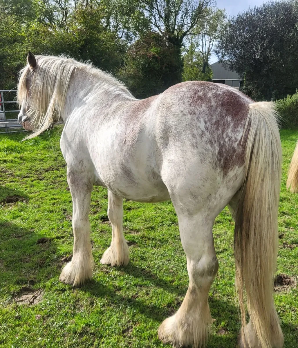 4yr old roan cob stallion - Image 3