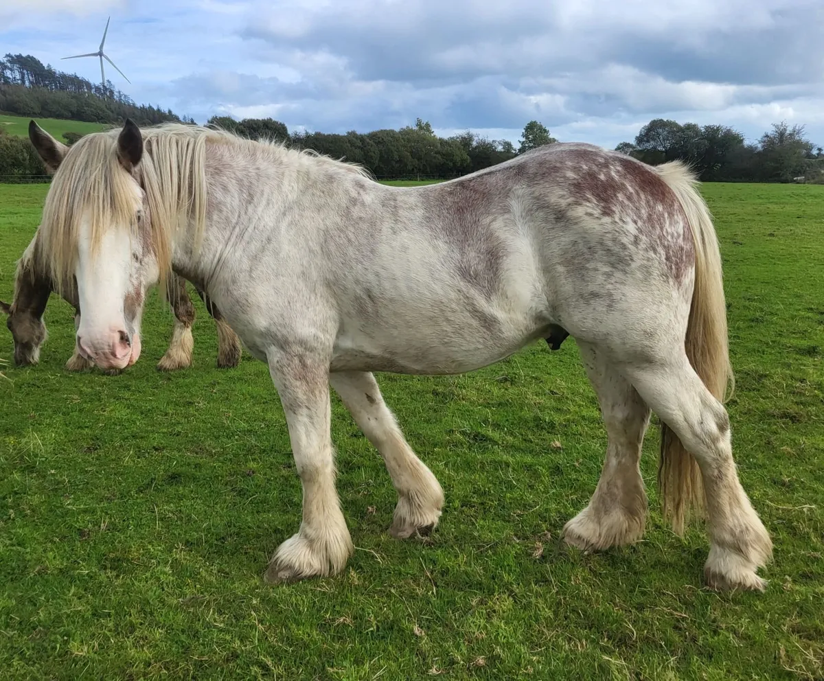 4yr old roan cob stallion - Image 4