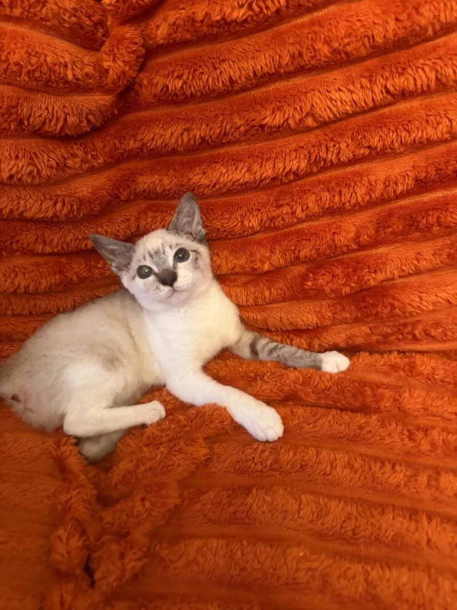 Siamese/sphynx kitten