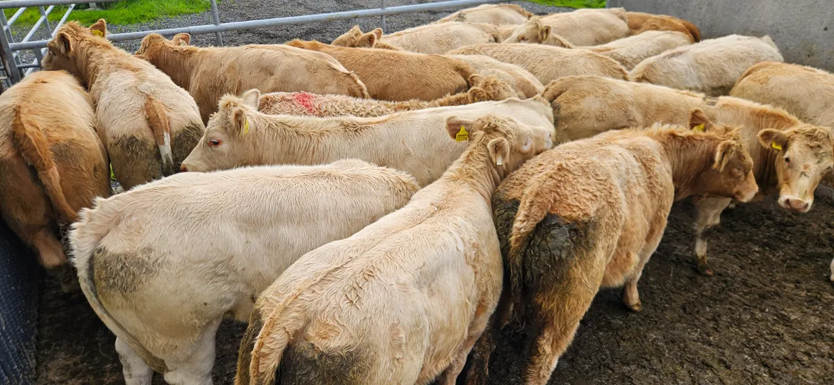 18 Exceptional Charolais Heifers. - Image 1