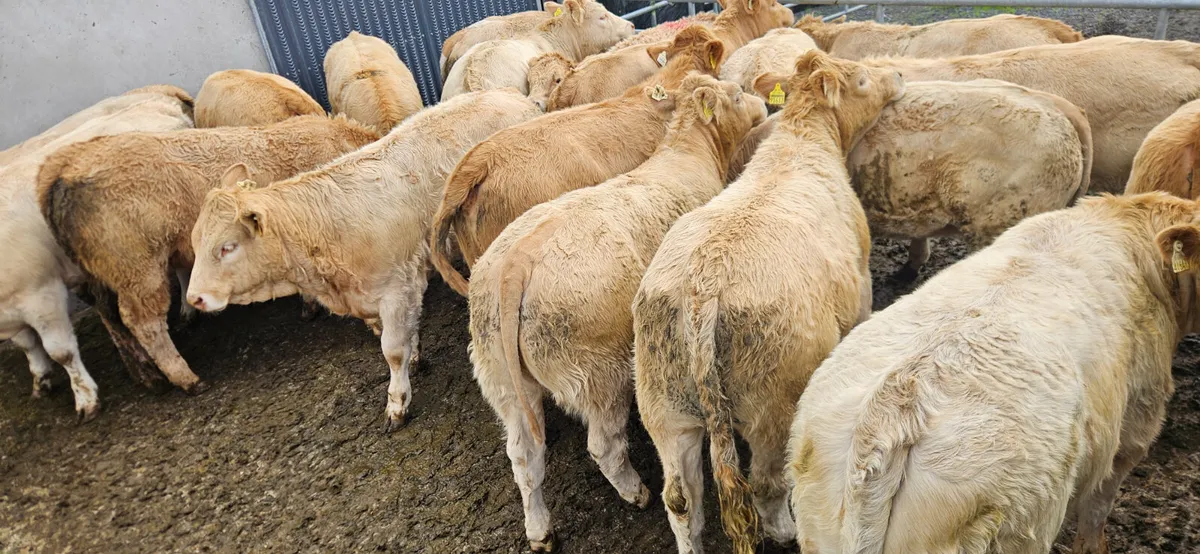 18 Exceptional Charolais Heifers. - Image 3