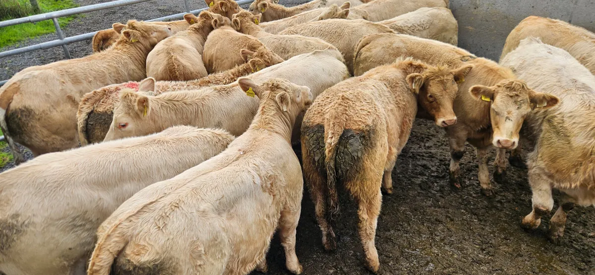18 Exceptional Charolais Heifers. - Image 2