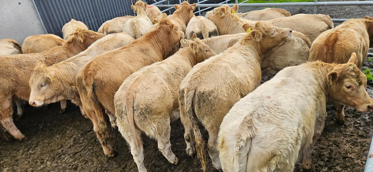 18 Exceptional Charolais Heifers. - Image 4