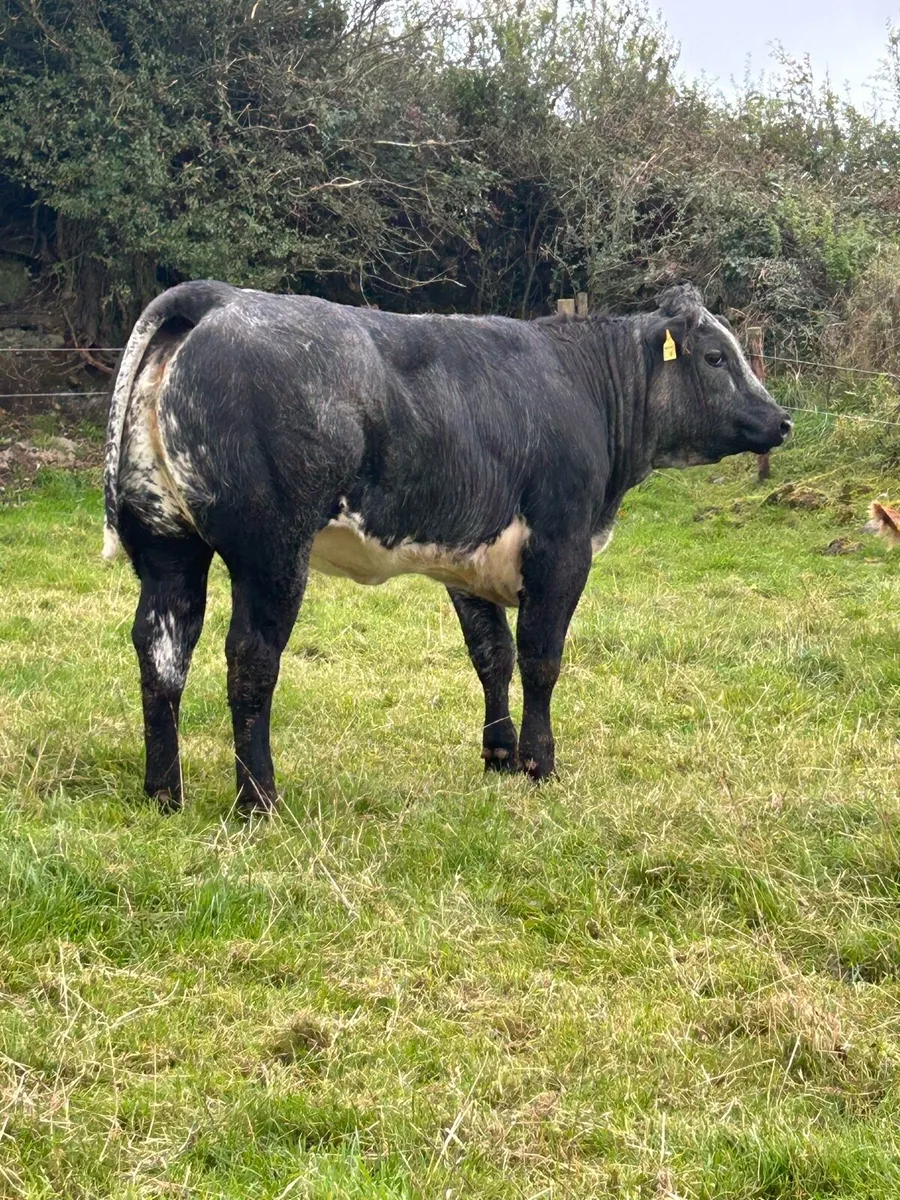 Super Blue Roan Bulling Heifer - Image 1