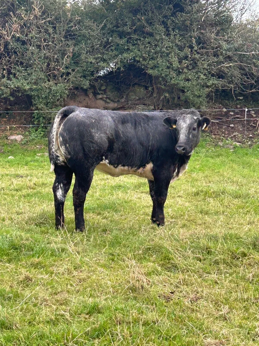 Super Blue Roan Bulling Heifer - Image 2