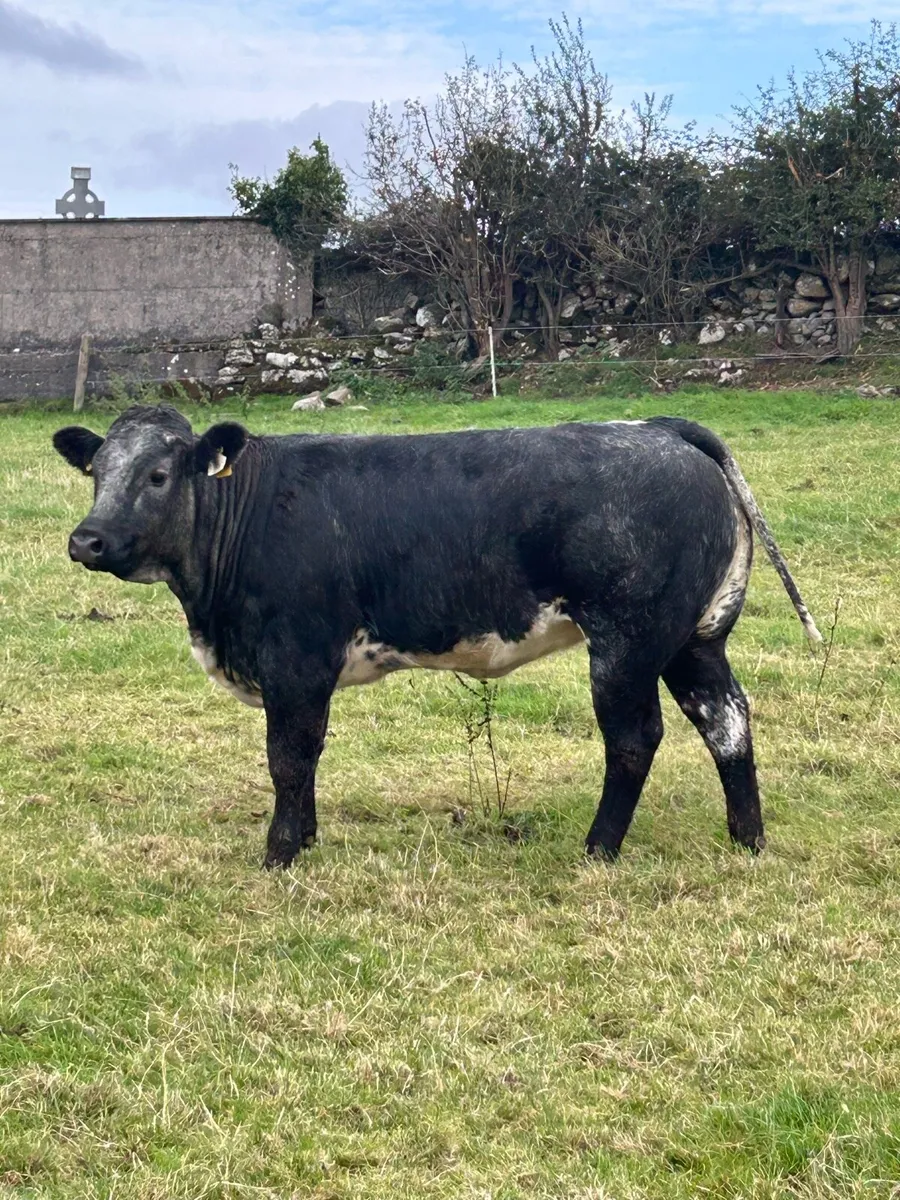 Super Blue Roan Bulling Heifer - Image 3