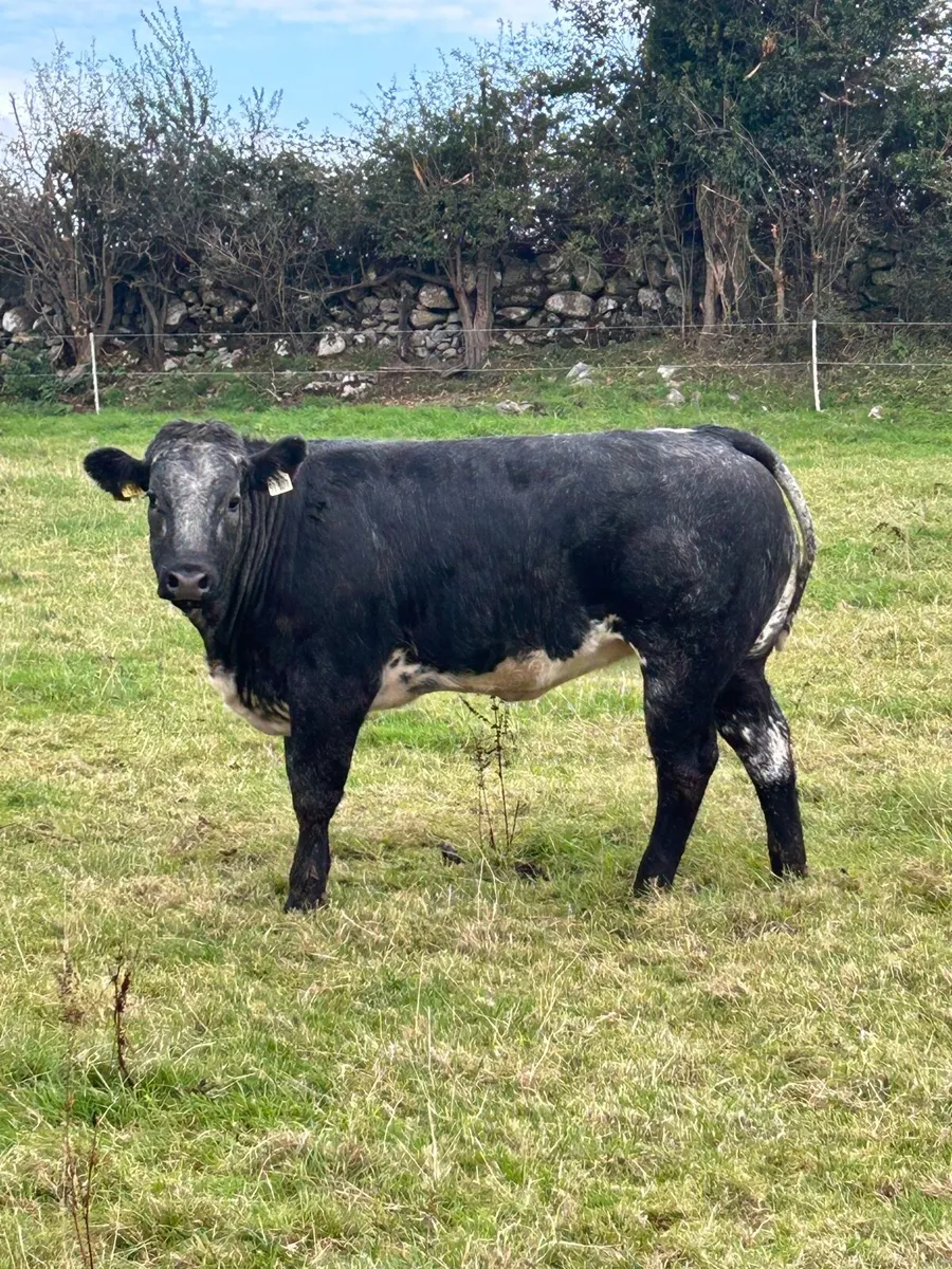 Super Blue Roan Bulling Heifer - Image 4