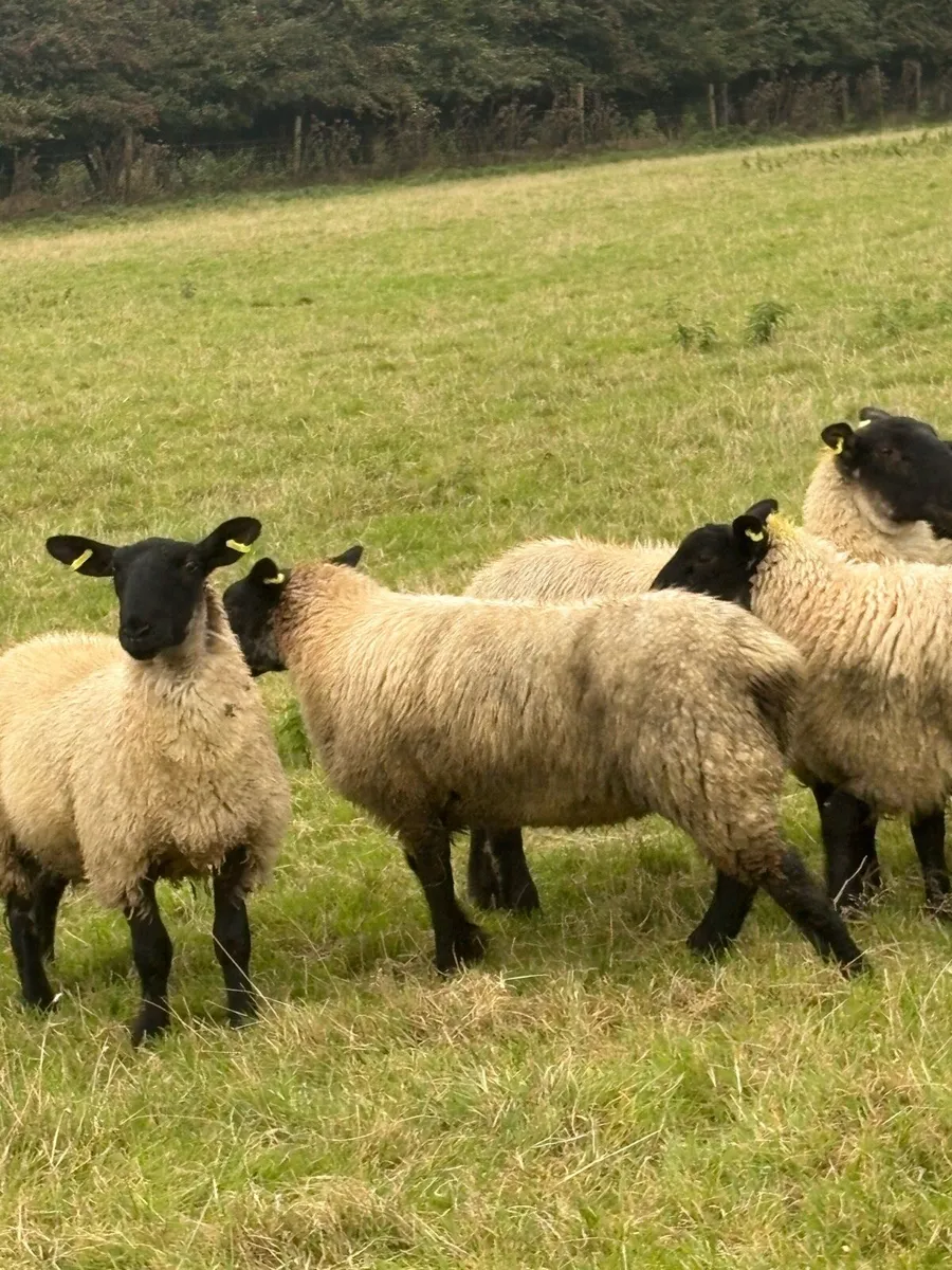 ⭐️⭐️⭐️Suffolk mule ewe lambs⭐️⭐️ - Image 3