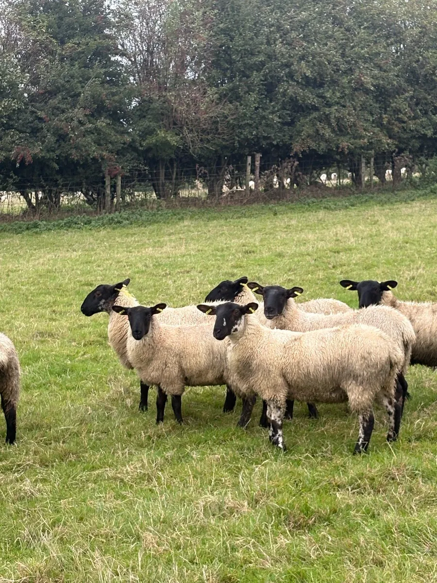 ⭐️⭐️⭐️Suffolk mule ewe lambs⭐️⭐️ - Image 1