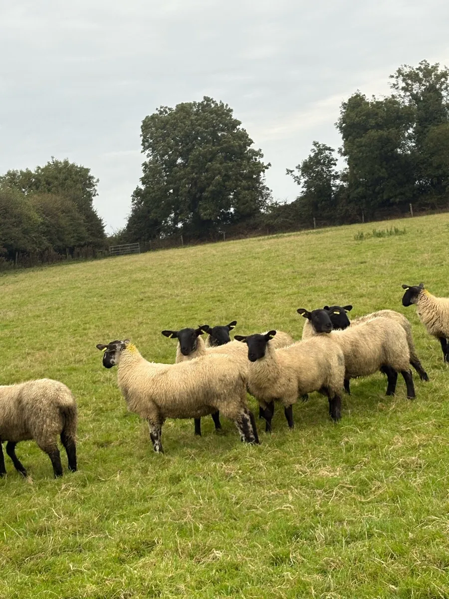 ⭐️⭐️⭐️Suffolk mule ewe lambs⭐️⭐️ - Image 2