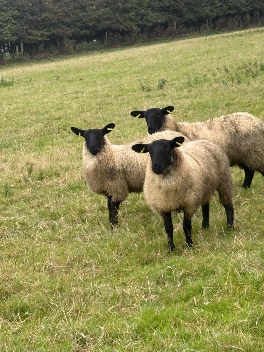 ⭐️⭐️⭐️Suffolk mule ewe lambs⭐️⭐️ - Image 4
