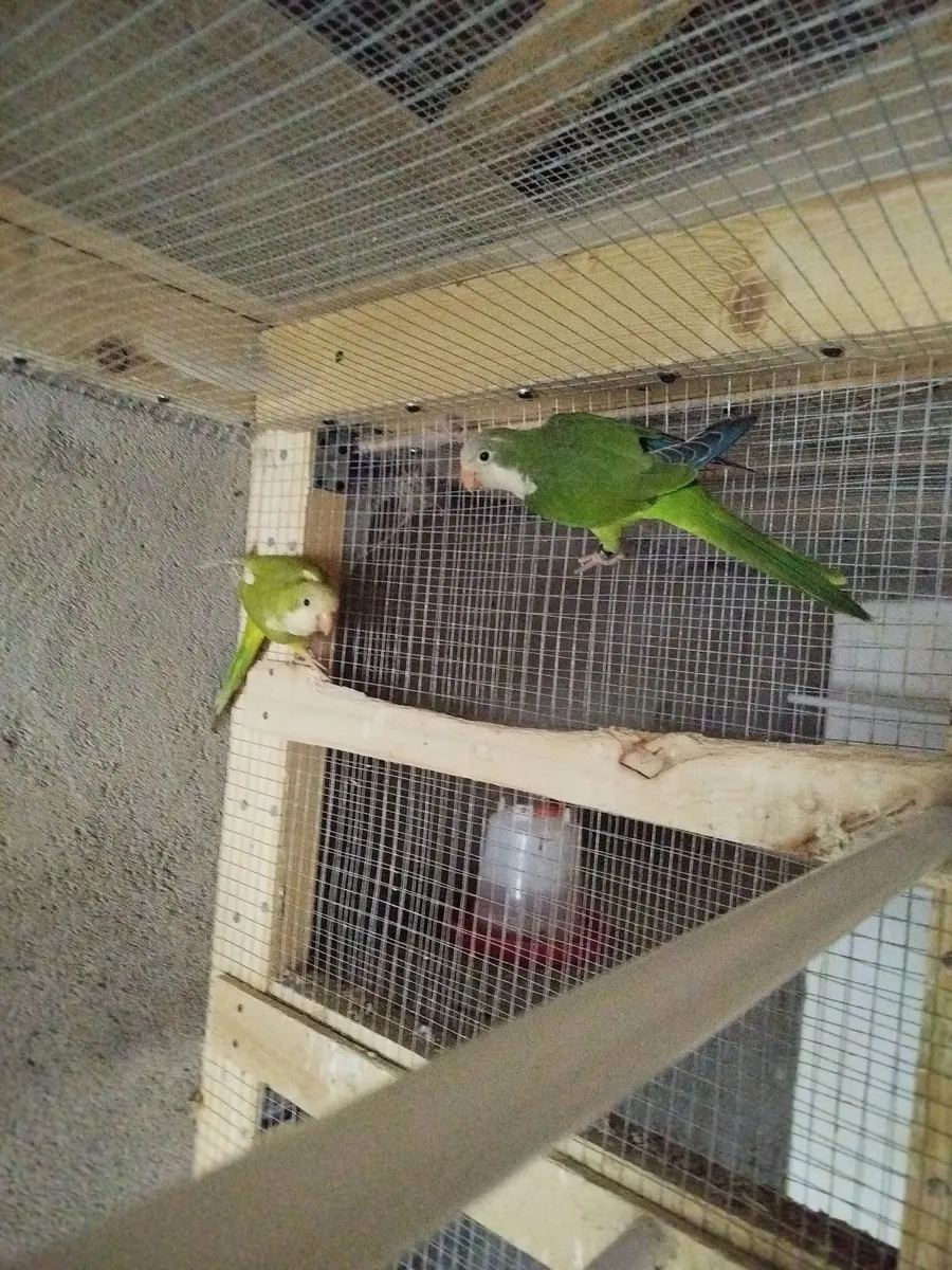 Quaker,Conure,Cockatiel,Budgie - Image 1