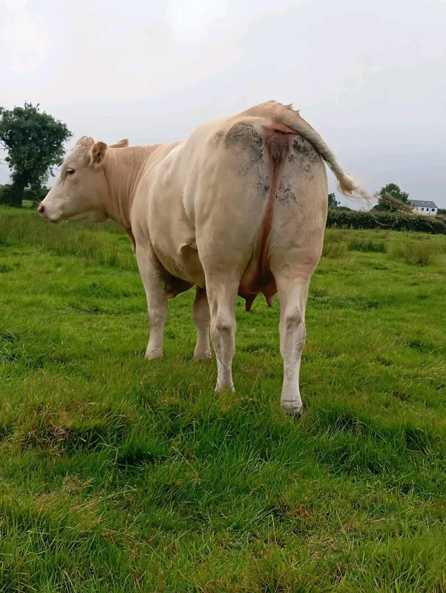 Heifer & Bull Calf - Image 4