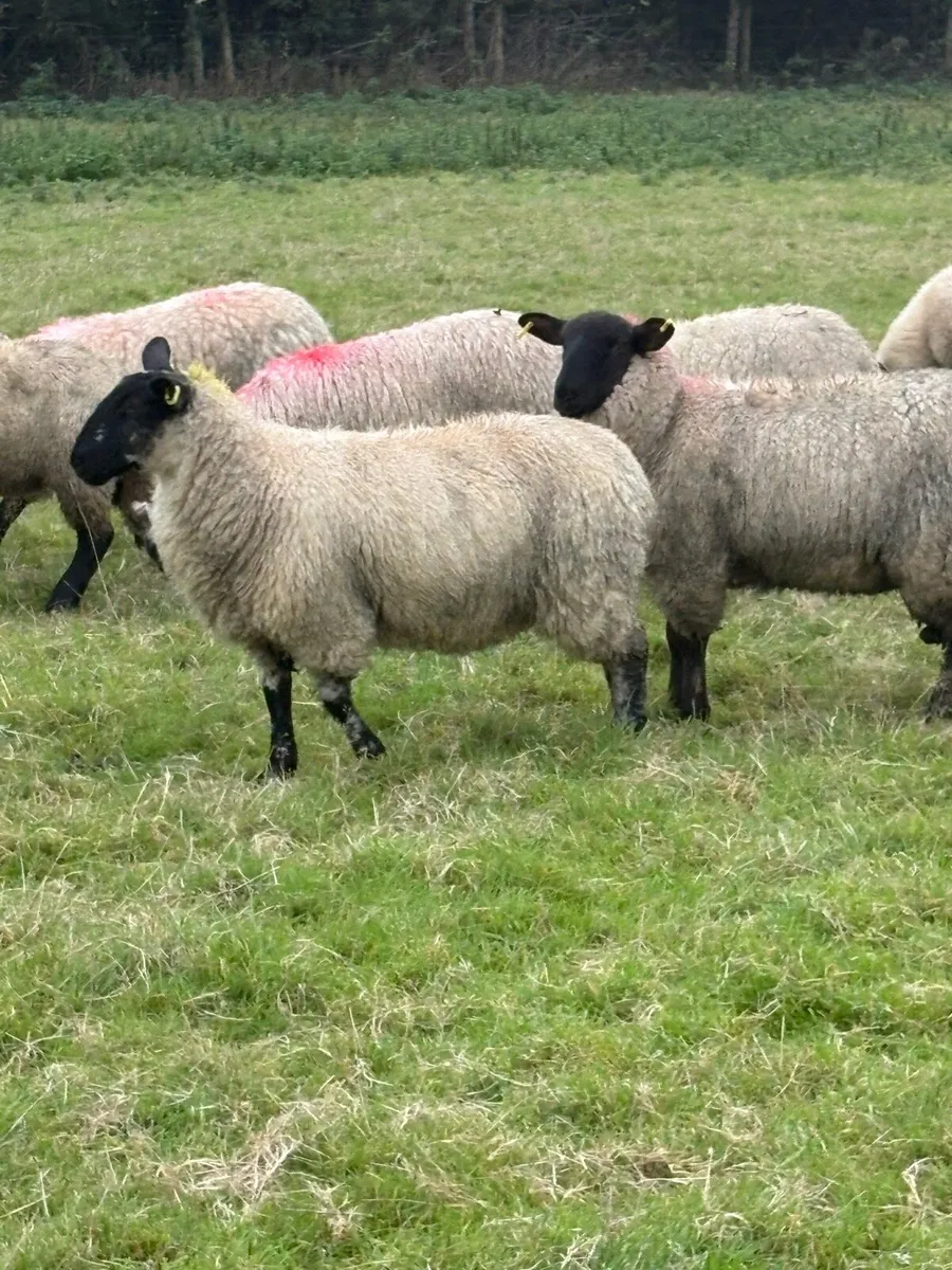 ⭐️⭐️Suffolk ewe lambs ⭐️⭐️ - Image 1