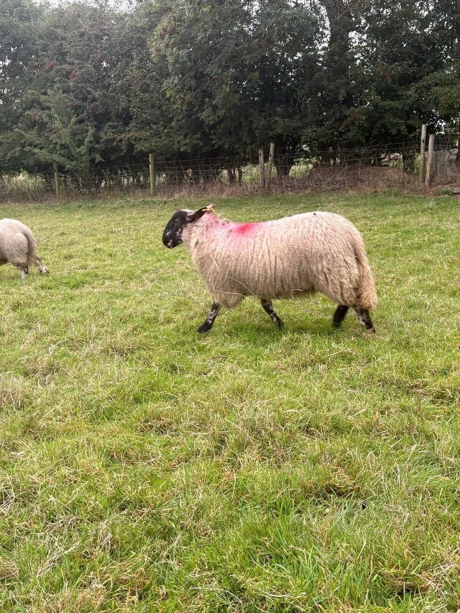 ⭐️⭐️Suffolk ewe lambs ⭐️⭐️ - Image 2