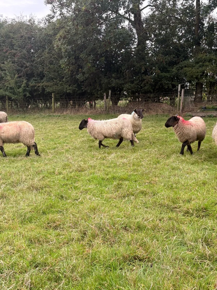 ⭐️⭐️Suffolk ewe lambs ⭐️⭐️ - Image 3