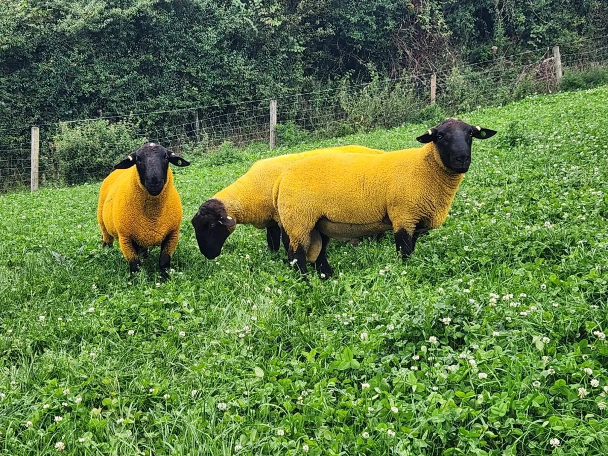 PBR Suffolk Hogget rams - Image 1