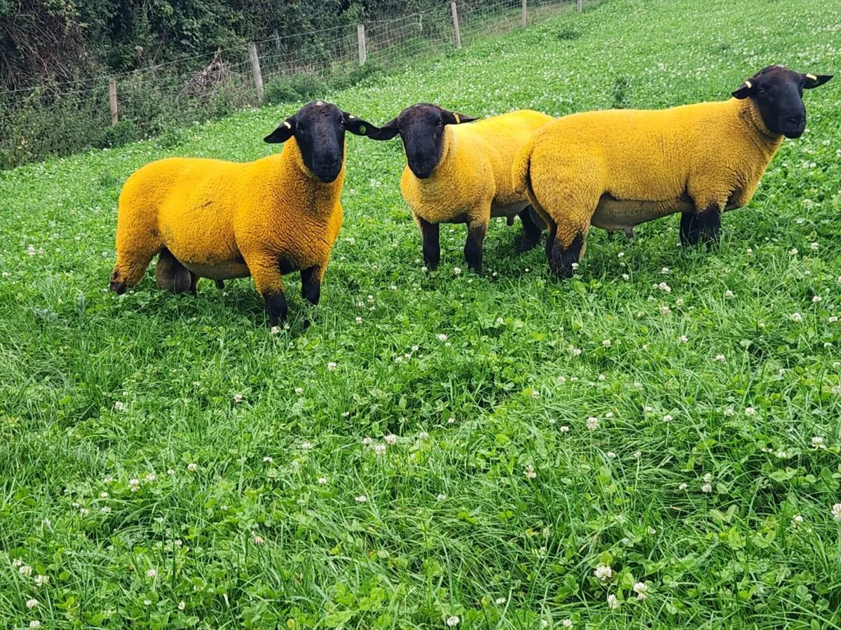 PBR Suffolk Hogget rams - Image 2