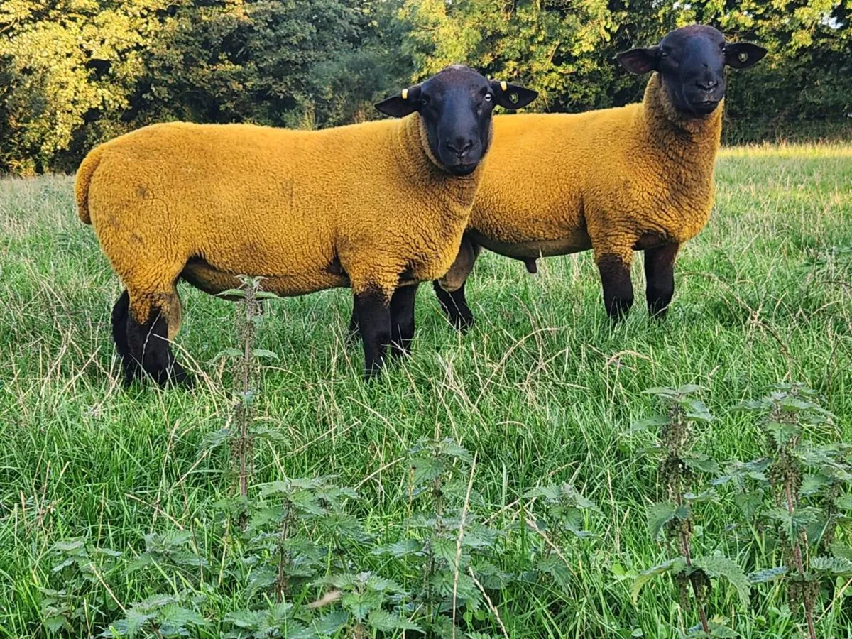 PBR Suffolk Hogget rams - Image 3