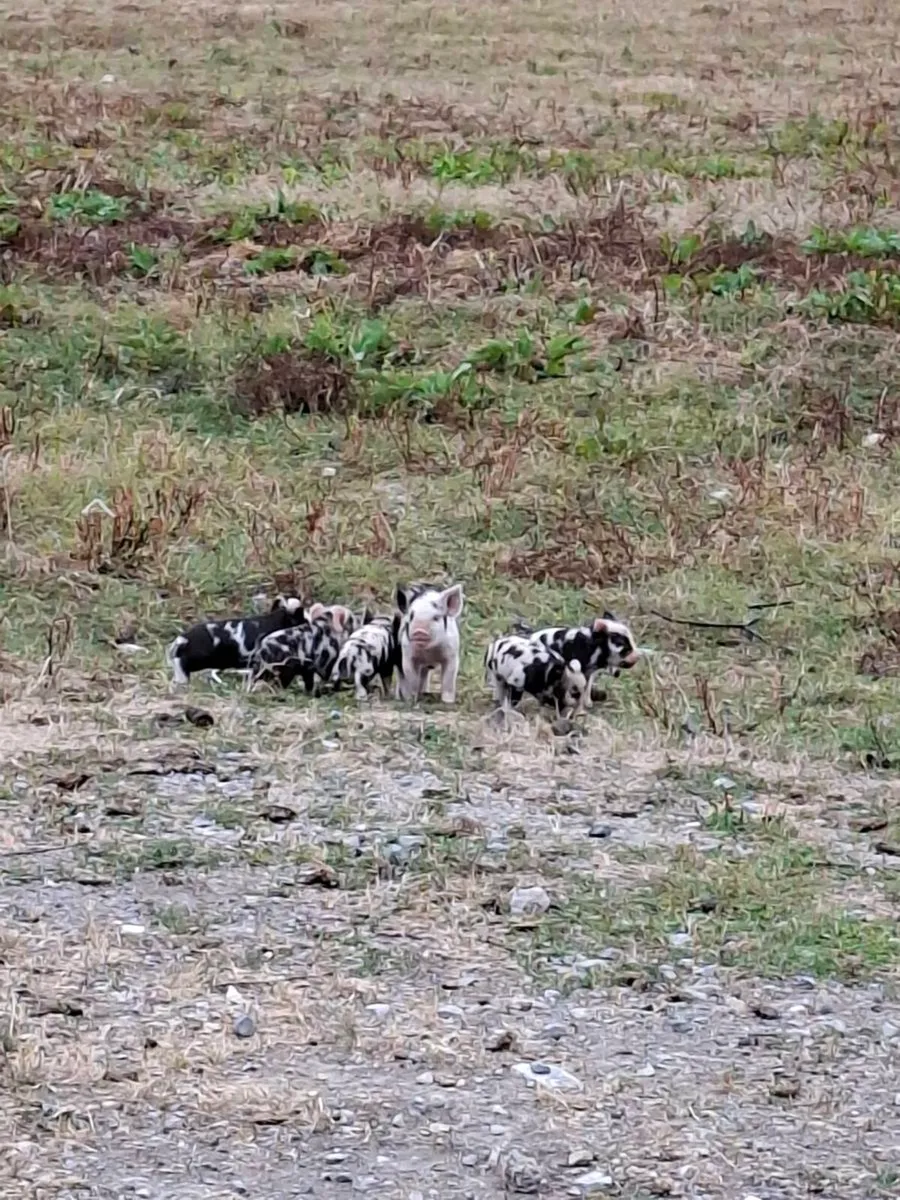 Kun kun Pigs for sale - Image 3