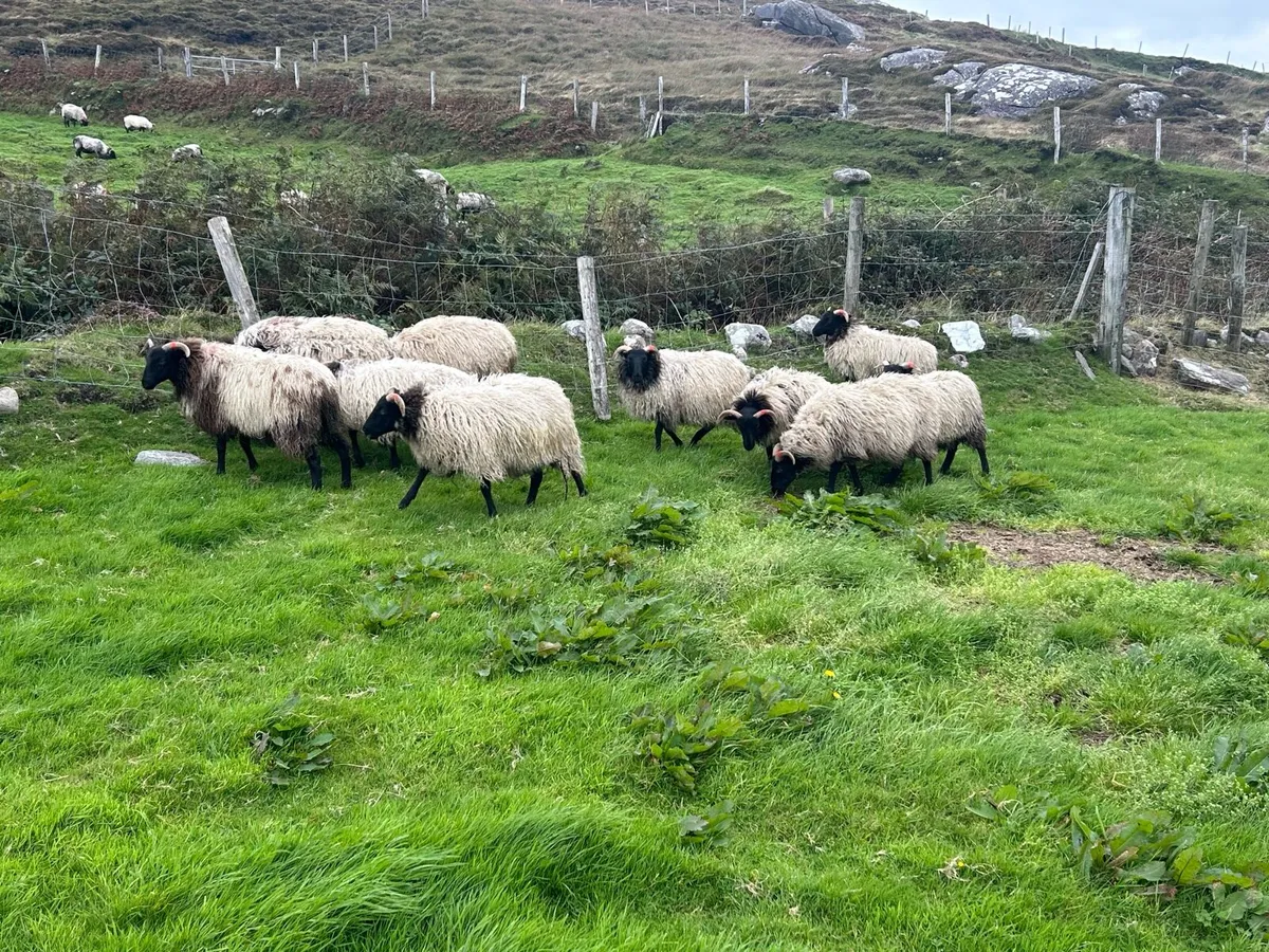 Ewe lambs - Image 1
