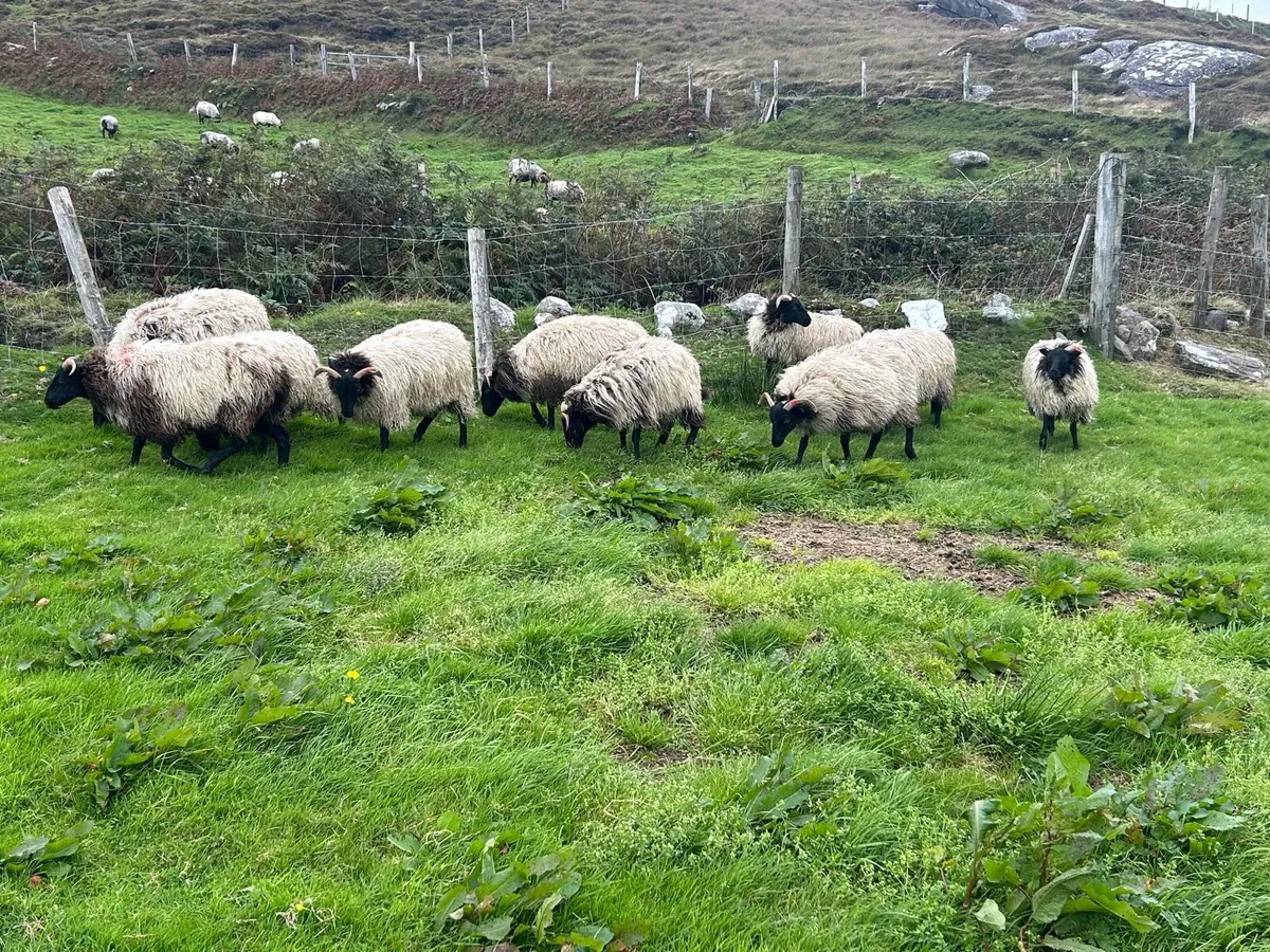 Ewe lambs - Image 2