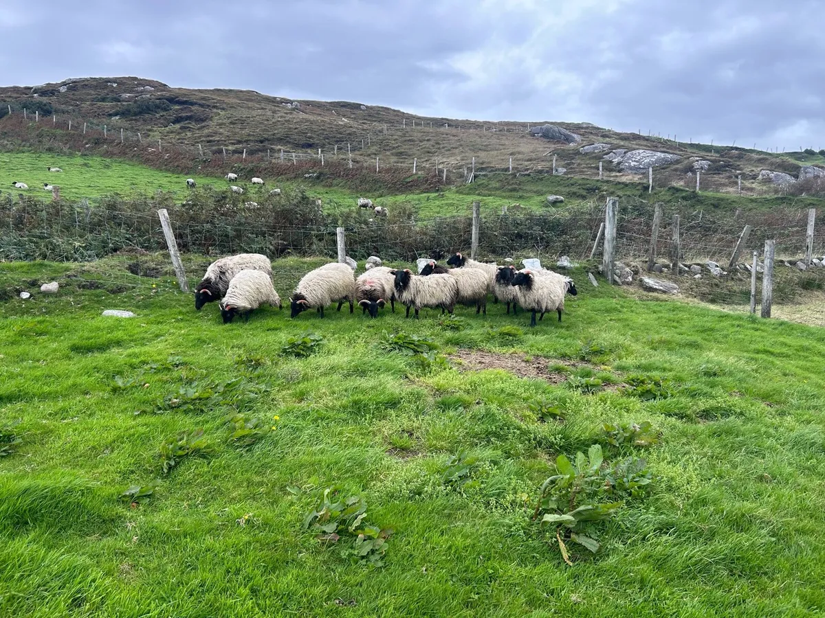 Ewe lambs - Image 3