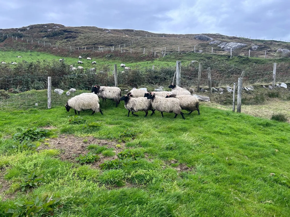Ewe lambs - Image 4