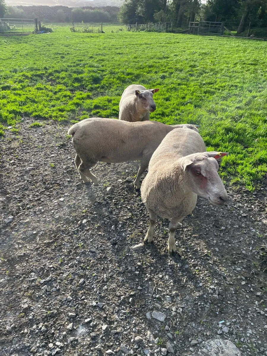 Charlollais Rams - Image 1