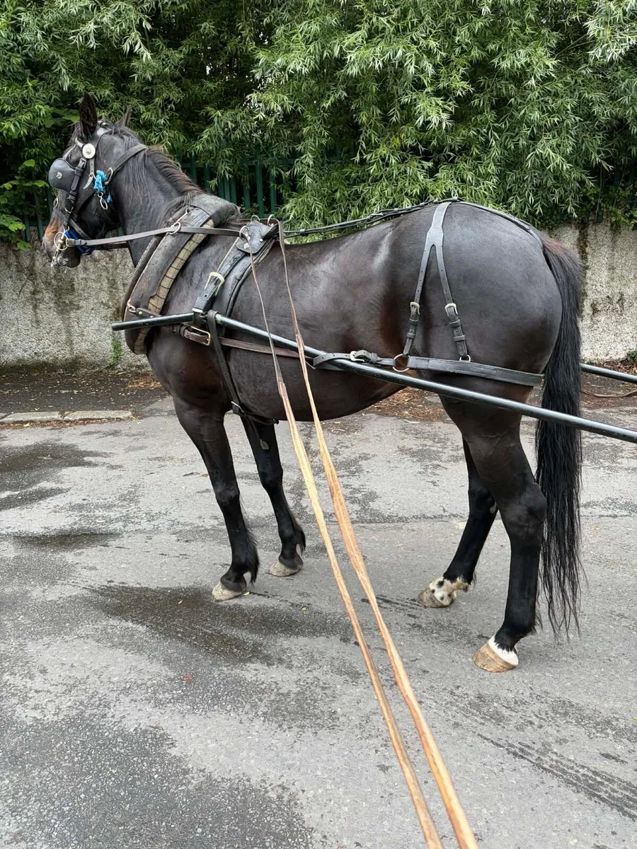 6 year full breed mare - Image 4