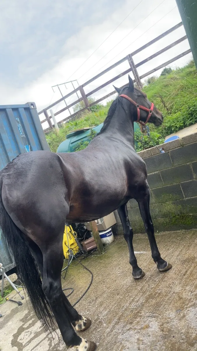 6 year full breed mare - Image 2