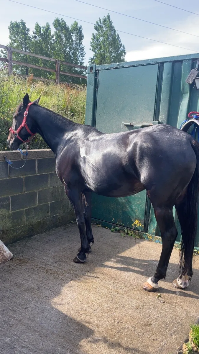 6 year full breed mare - Image 1