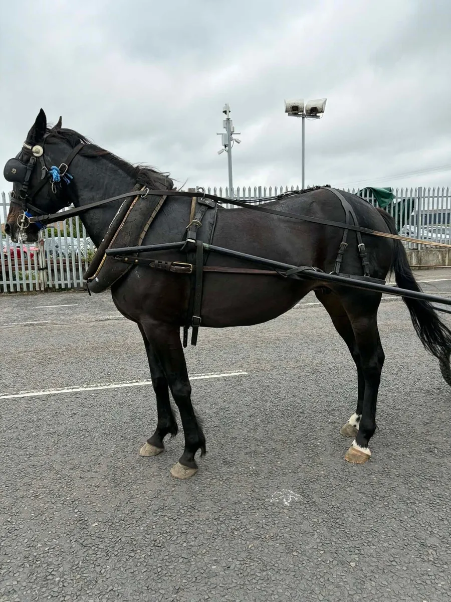 6 year full breed mare - Image 3